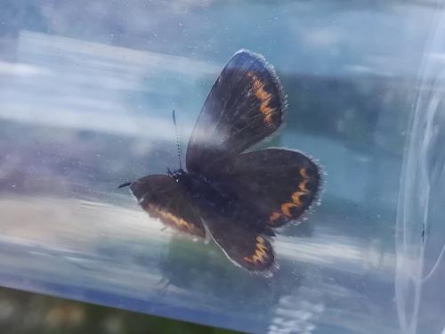 Plebejus argus